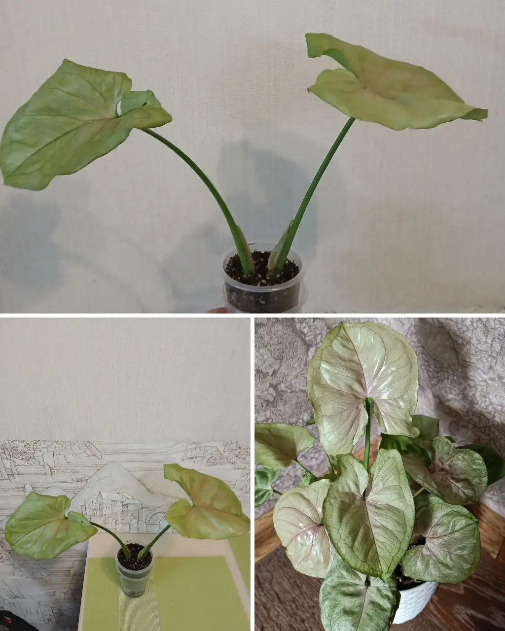 Сингониум Росами наг с перламутровыми листьями - Комнатные растения (Хобби и отдых) в Красноярск