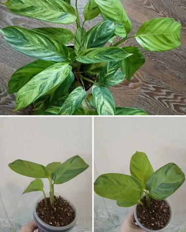 Ктенанта Лубберса с деткой - Садовый инвентарь и декор в Красноярск