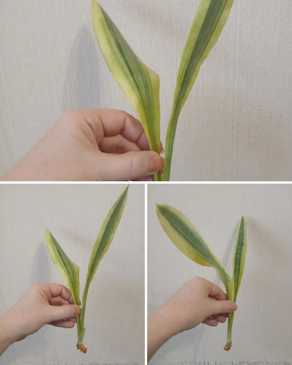 Сансевиерия Yellowstone с корешками - Комнатные растения (Хобби и отдых) в Красноярск