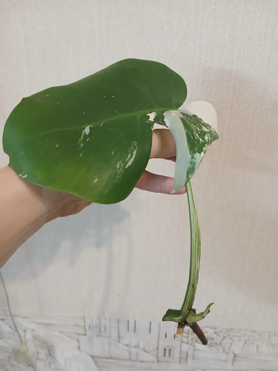 Монстера альба черенок с корнями - Комнатные растения (Хобби и отдых) в Красноярск