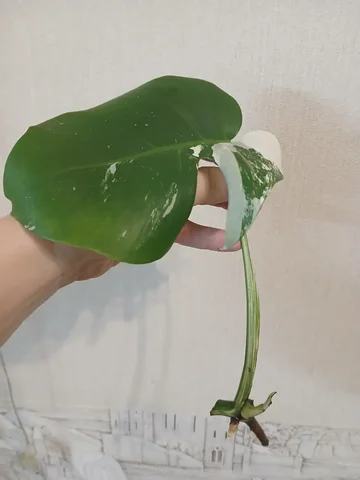 Монстера альба черенок с корнями - Хобби и отдых в Красноярск