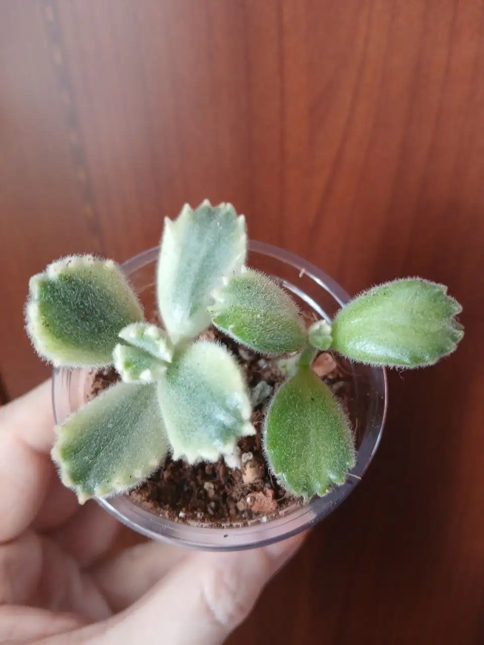 Котиледон войлочный вариегатный в Красноярске - Комнатные растения (Хобби и отдых) в Красноярск