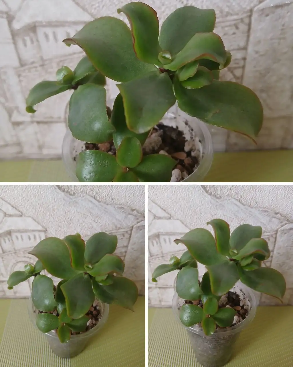 Крассула Blue bird - Комнатные растения (Хобби и отдых) в Красноярск