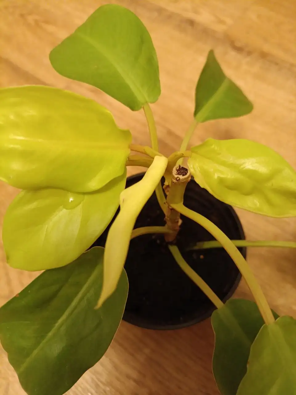 Малай Голд 250 комнатные растения - Комнатные растения (Хобби и отдых) в Красноярск