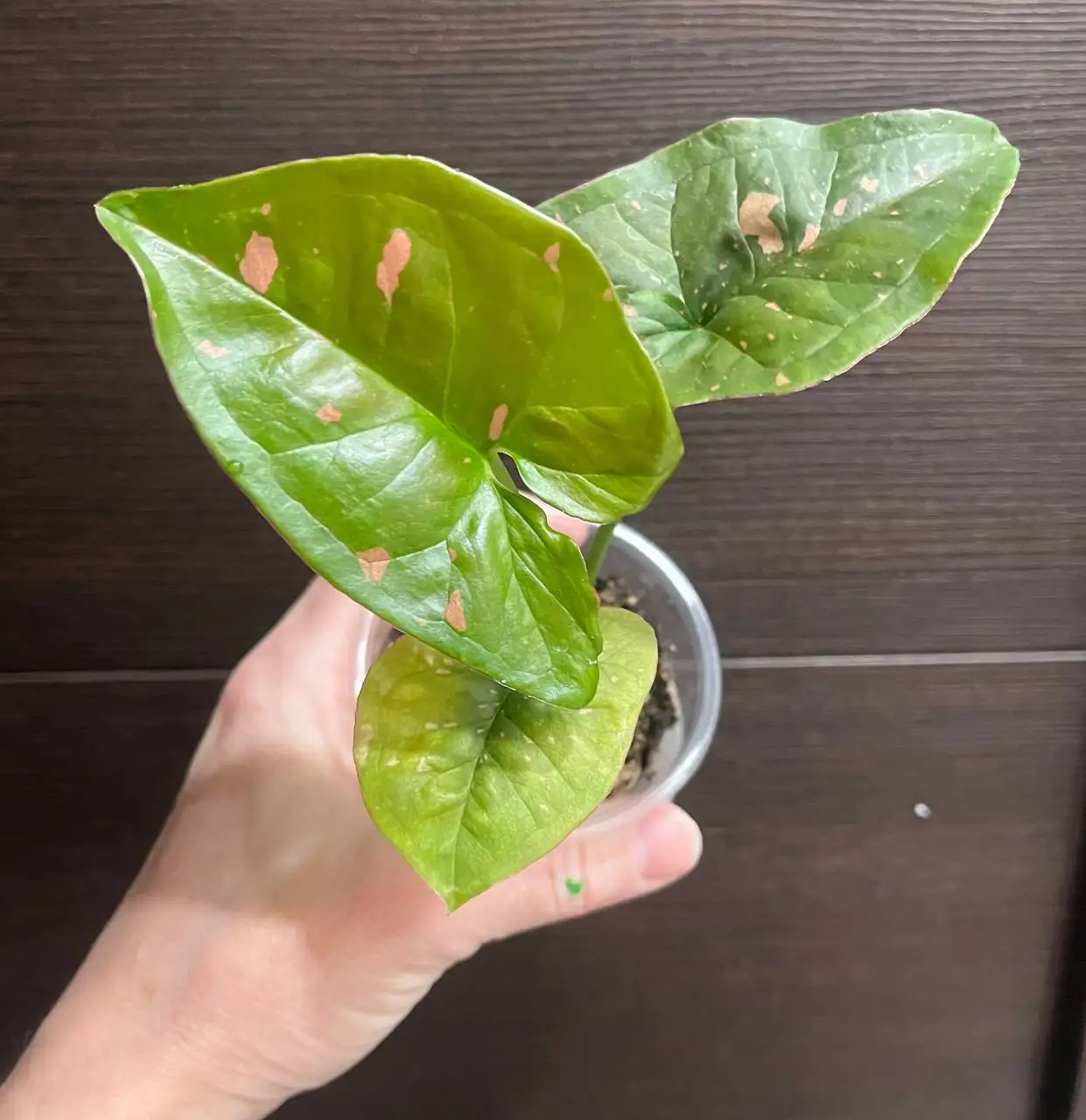 Сингониум Пинк Сплэш - Комнатные растения (Хобби и отдых) в Красноярск