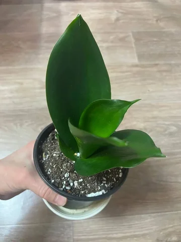 Продам Санса Ханни Жаде - Хобби и отдых в Красноярск