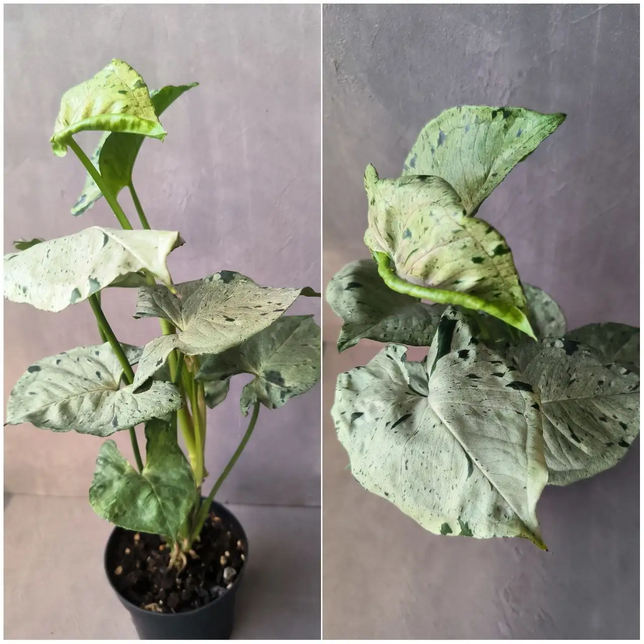 Сингониум Серый Призрак с началом роста - Комнатные растения (Хобби и отдых) в Красноярск