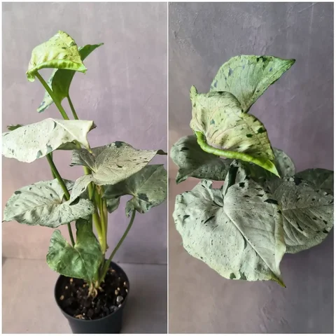 Сингониум Серый Призрак с началом роста - Хобби и отдых в Красноярск