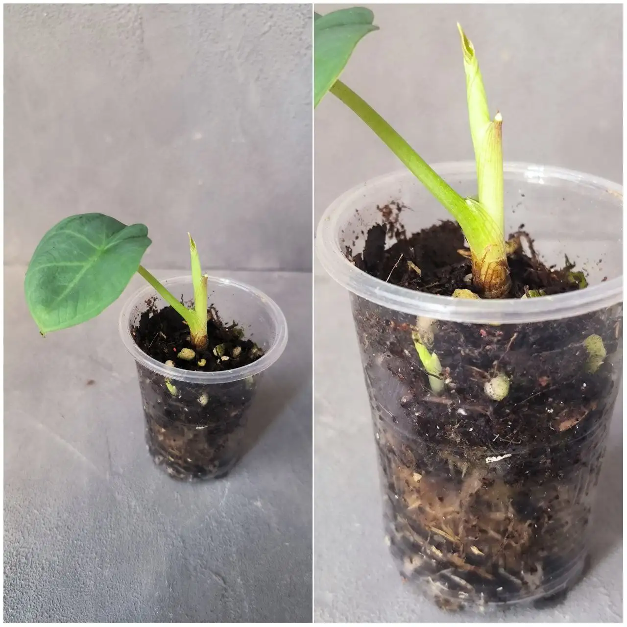 Алоказия Чаи с прикорневой деткой - Комнатные растения (Хобби и отдых) в Красноярск