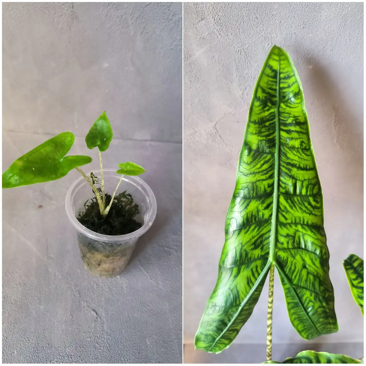 Алоказия Ретикулата - Комнатные растения (Хобби и отдых) в Красноярск