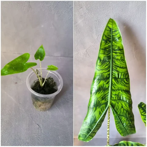 Алоказия Ретикулата - Хобби и отдых в Красноярск