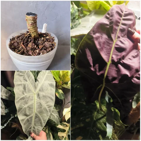 Продается алоказия Кортхалси Грандис - Хобби и отдых в Красноярск