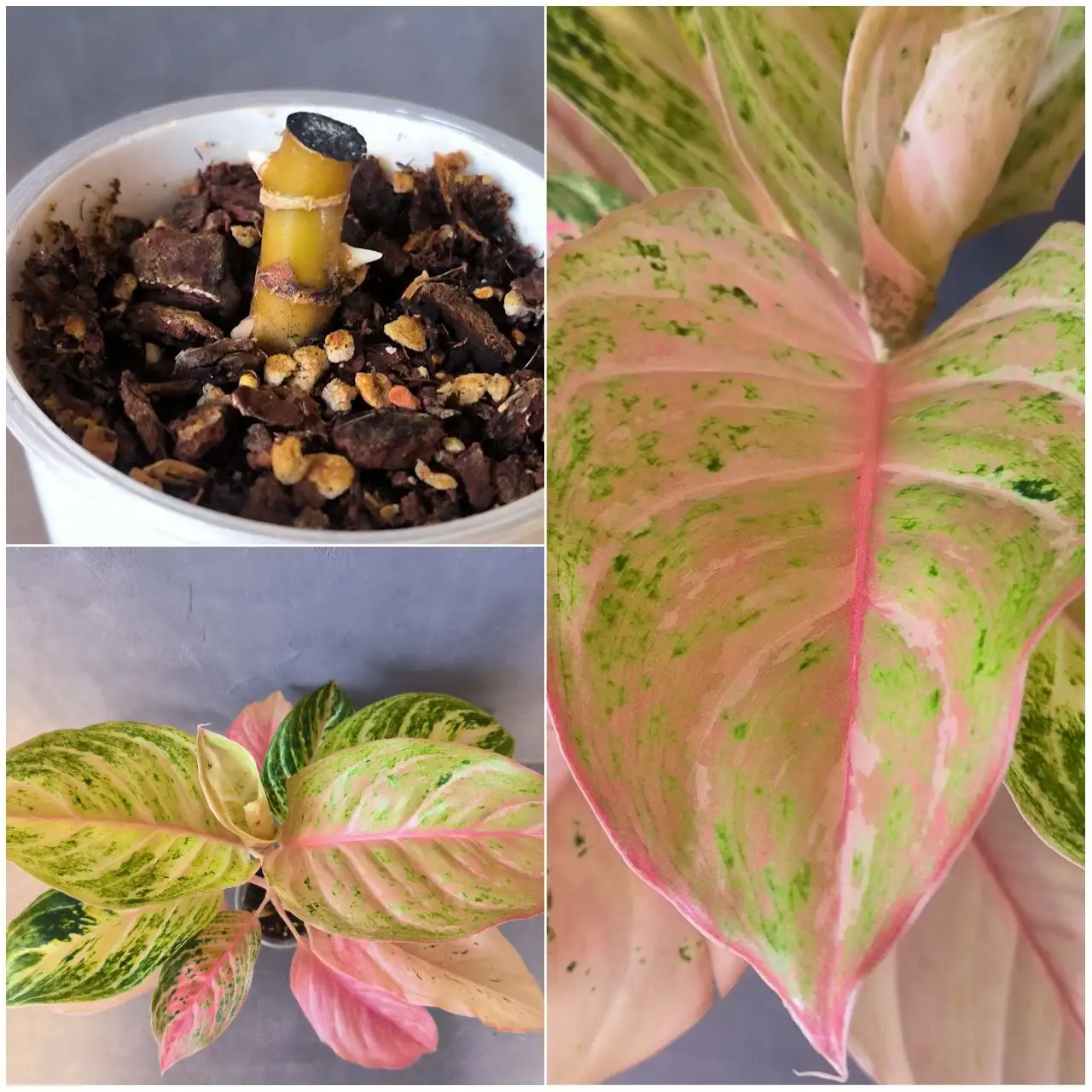 Продажа пня Аглаонемы Бидадари - Комнатные растения (Для дома и дачи) в Красноярск