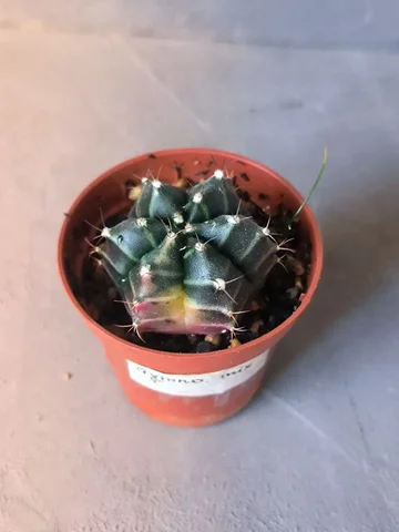 Вариегатный гимнокалициум с подселенцем шизматоглоттис - Хобби и отдых в Красноярск