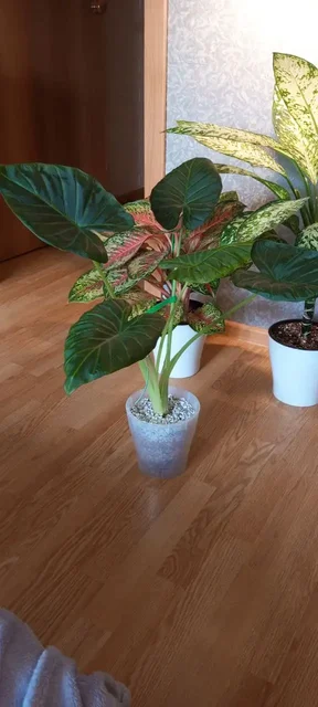 Продам комнатное растение регал - Подарки и сувениры в Красноярск