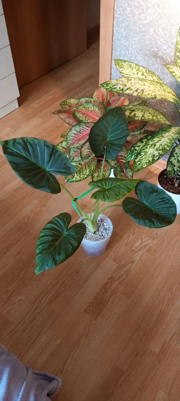 Продам комнатное растение регал - Комнатные растения (Хобби и отдых) в Красноярск