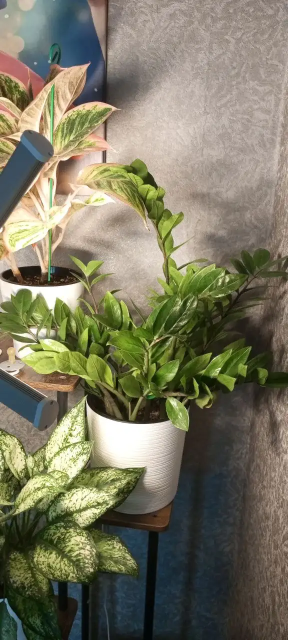 Продажа замиокулькаса - Комнатные растения (Хобби и отдых) в Красноярск