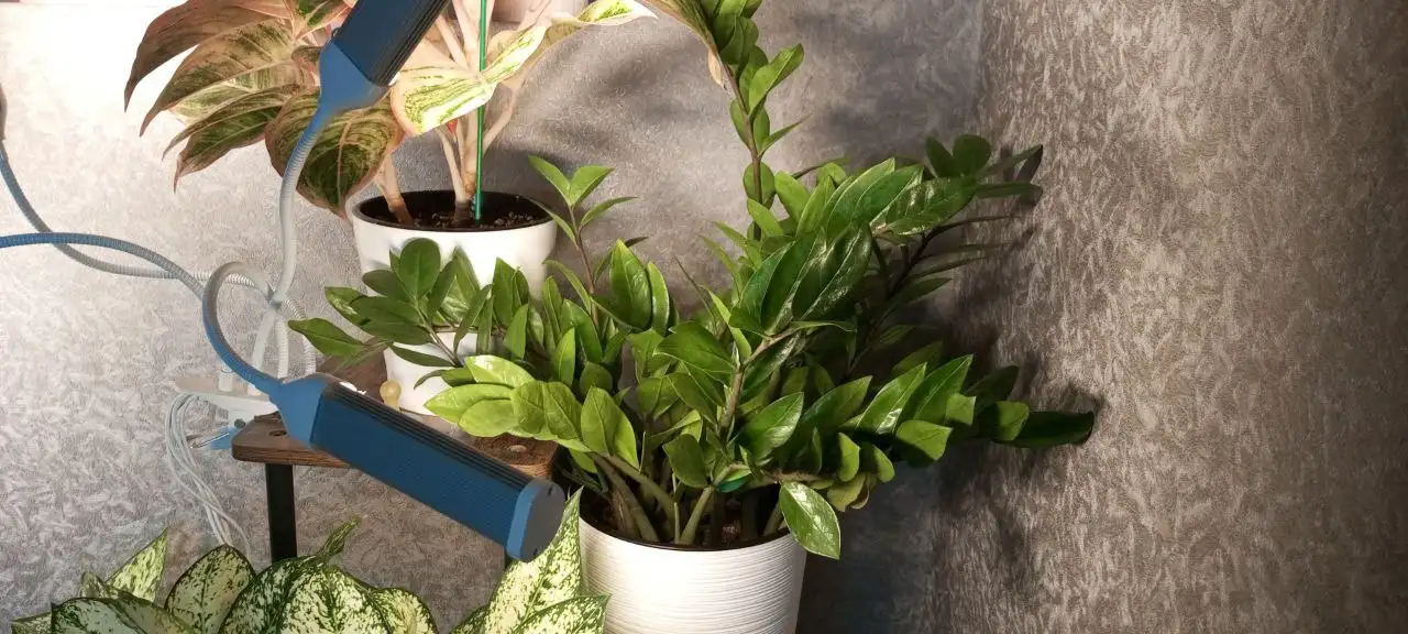 Продажа замиокулькаса - Комнатные растения (Хобби и отдых) в Красноярск