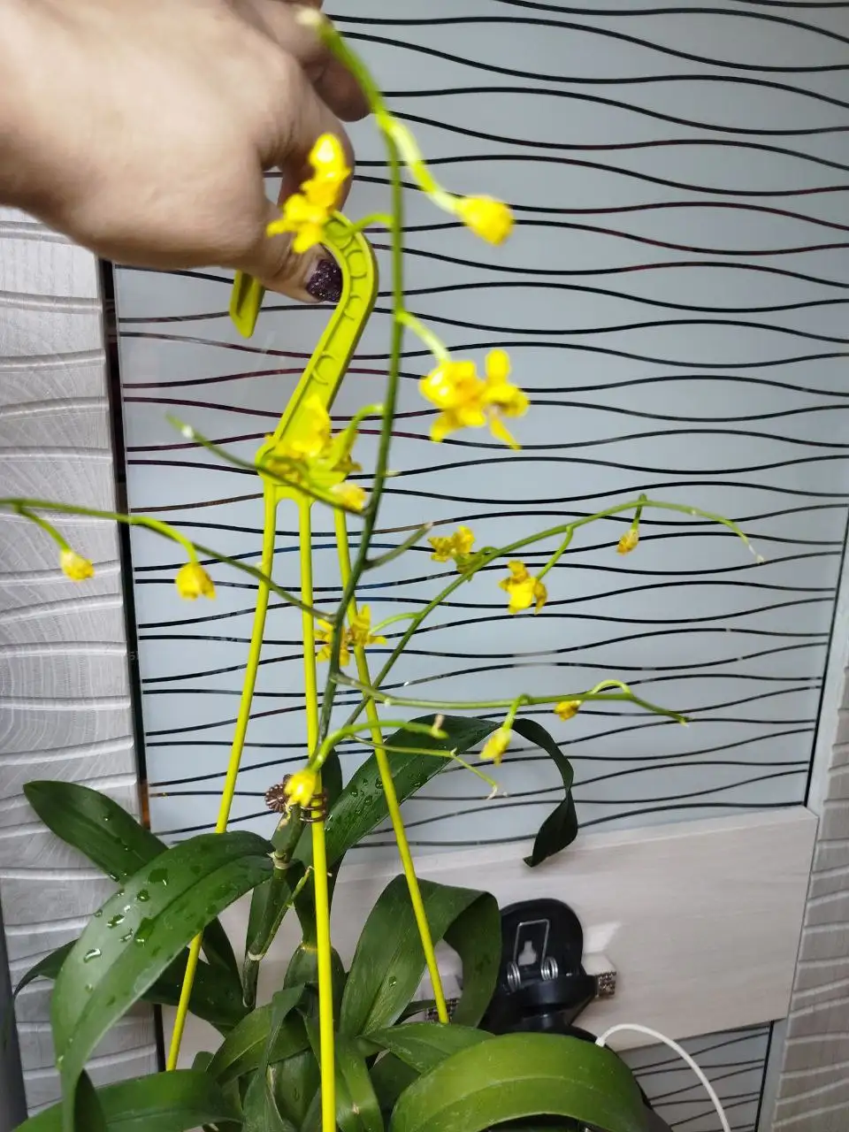 Продажа орхидеи онцидиум - Комнатные растения (Хобби и отдых) в Красноярск