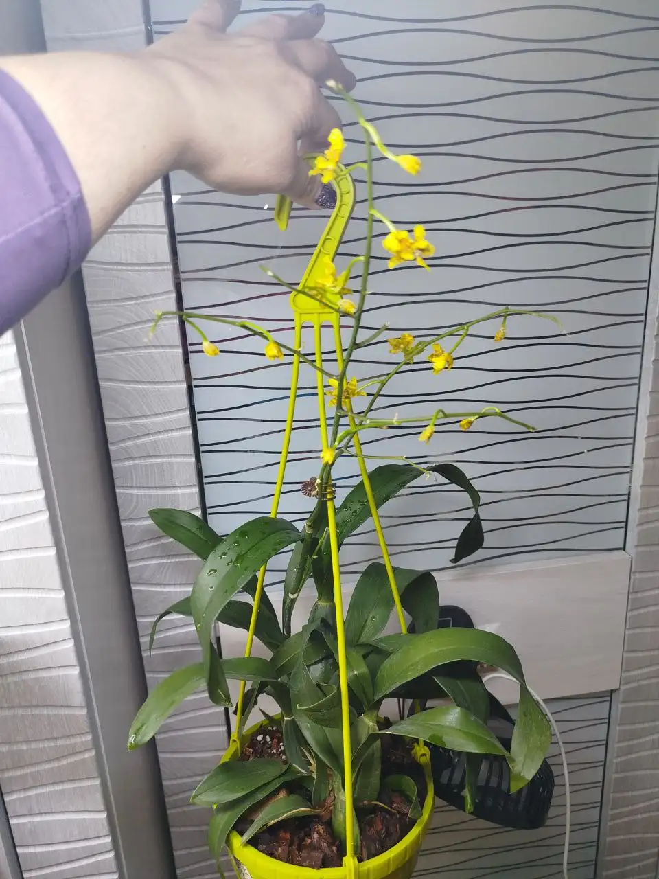 Продажа орхидеи онцидиум - Комнатные растения (Хобби и отдых) в Красноярск