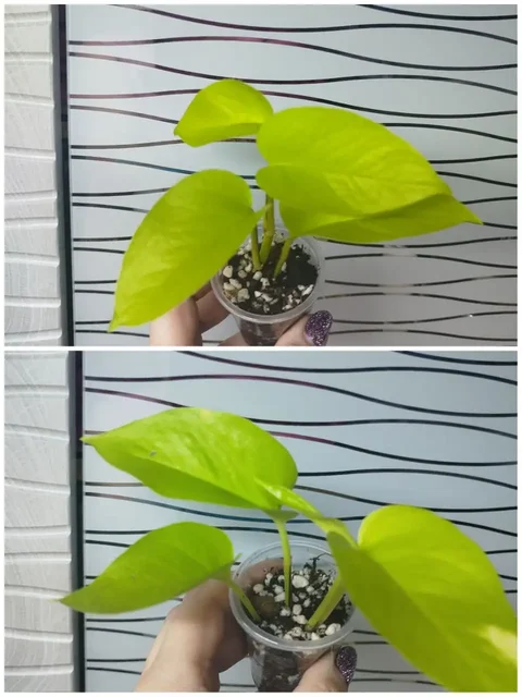 Продажа комнатных растений Эпипремнум Неон и Диффенбахия Везувий - Подарки и сувениры в Красноярск