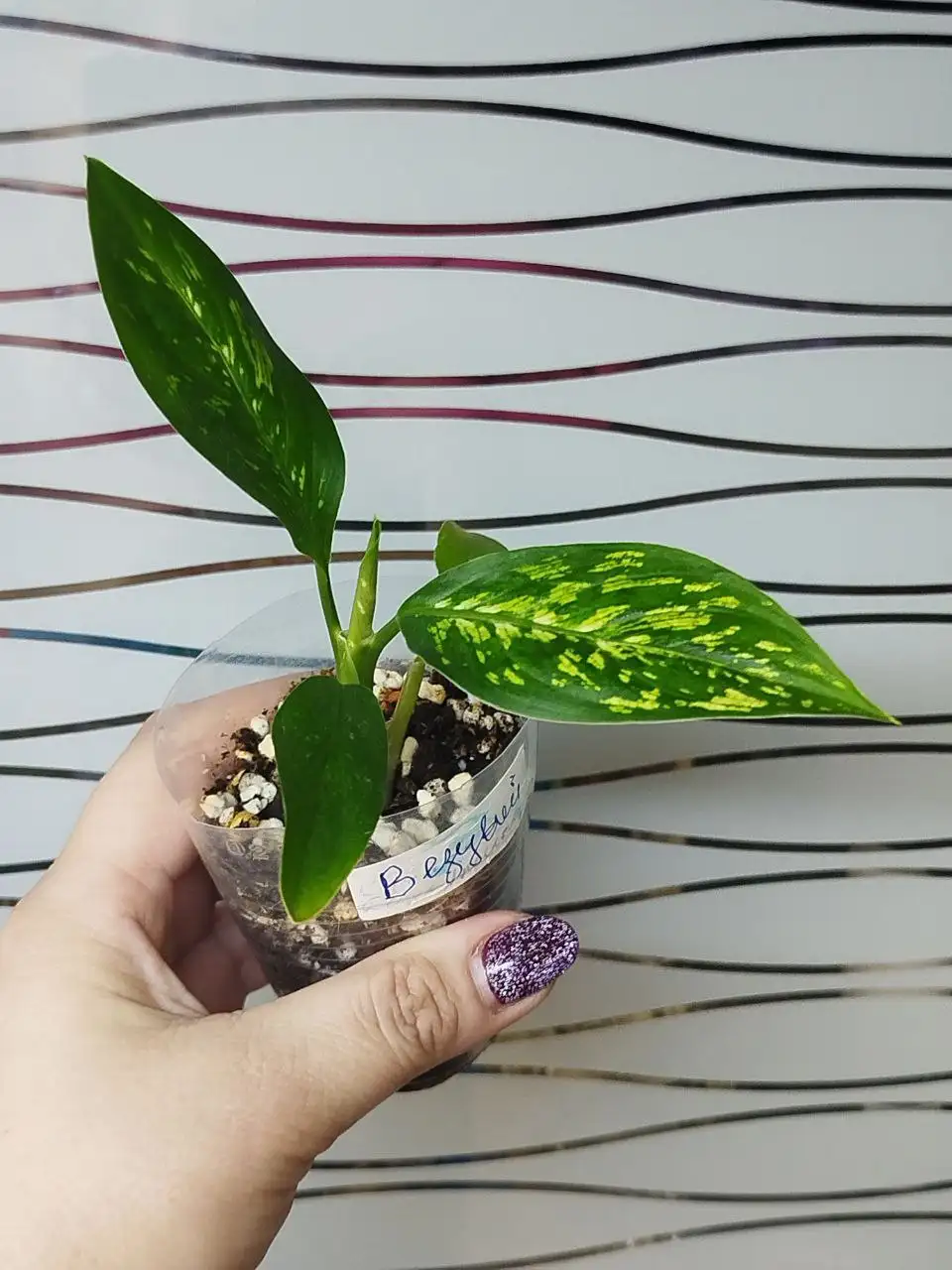 Продажа комнатных растений Эпипремнум Неон и Диффенбахия Везувий - Комнатные растения (Хобби и отдых) в Красноярск