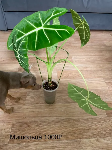 Продажа комнатных растений с горшками - Подарки и сувениры в Красноярск