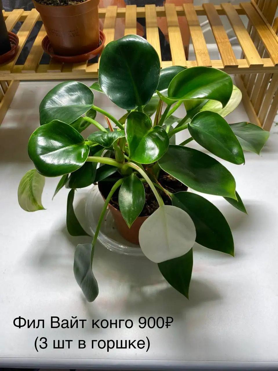 Продажа комнатных растений с горшками - Комнатные растения (Хобби и отдых) в Красноярск