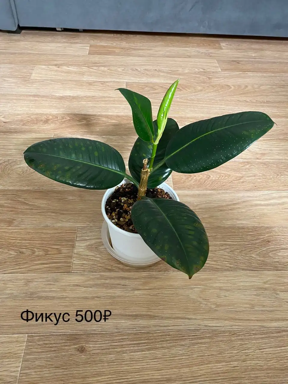 Продажа комнатных растений с горшками - Комнатные растения (Хобби и отдых) в Красноярск