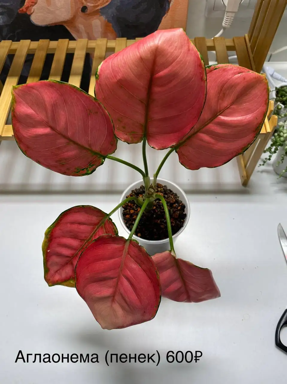 Продажа комнатных растений с горшками - Комнатные растения (Хобби и отдых) в Красноярск