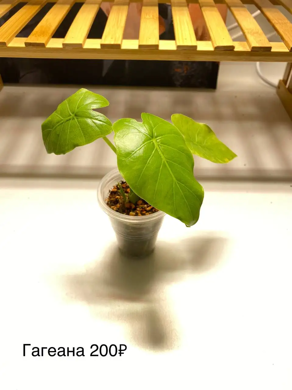 Продажа комнатных растений с горшками - Комнатные растения (Хобби и отдых) в Красноярск