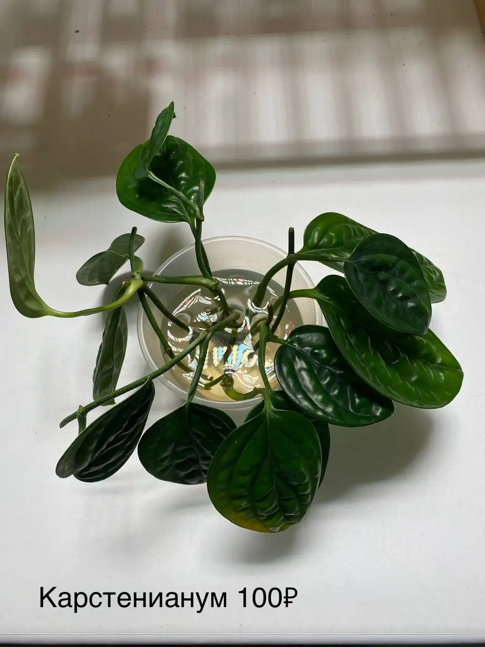 Продажа комнатных растений с горшками - Комнатные растения (Хобби и отдых) в Красноярск