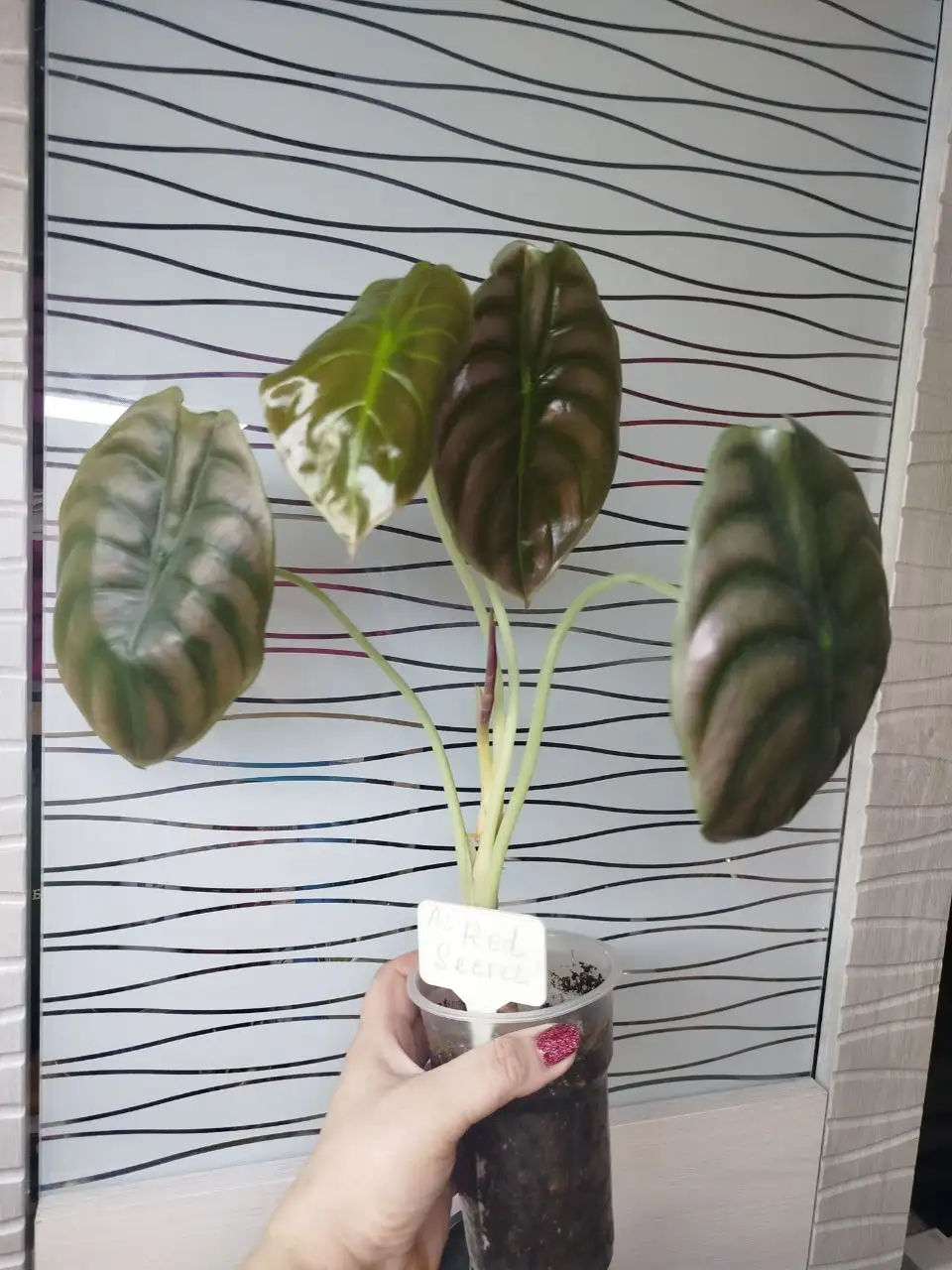 Продам аглаонемы разных сортов - Комнатные растения (Хобби и отдых) в Красноярск