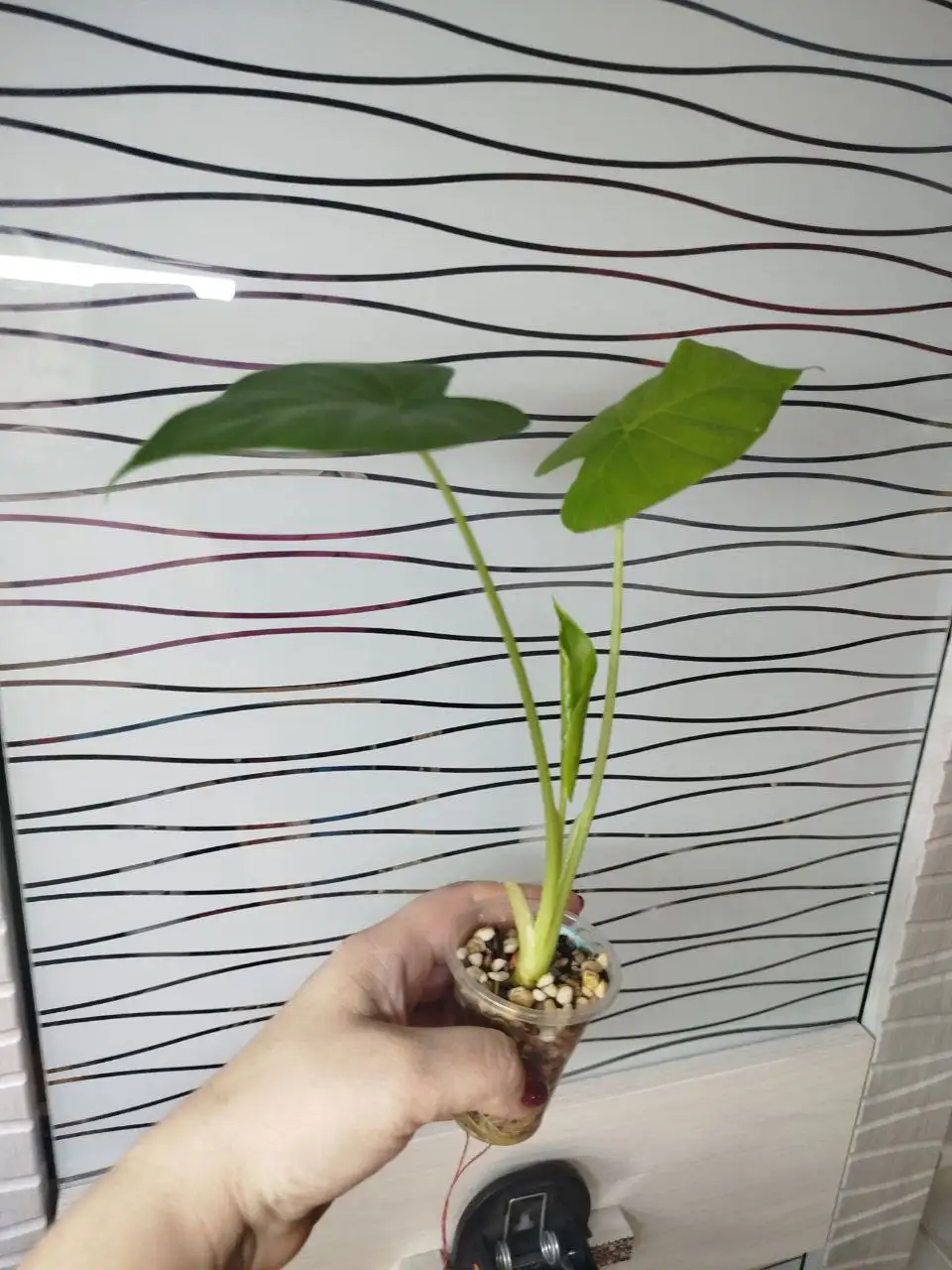 Продам аглаонемы разных сортов - Комнатные растения (Хобби и отдых) в Красноярск