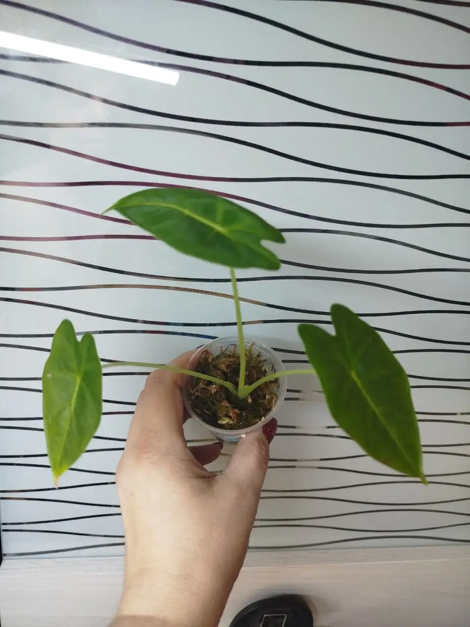 Продам аглаонемы разных сортов - Комнатные растения (Хобби и отдых) в Красноярск