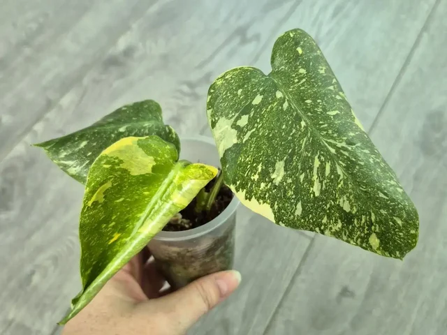 Монстера Platinum - Канцтовары в Красноярск