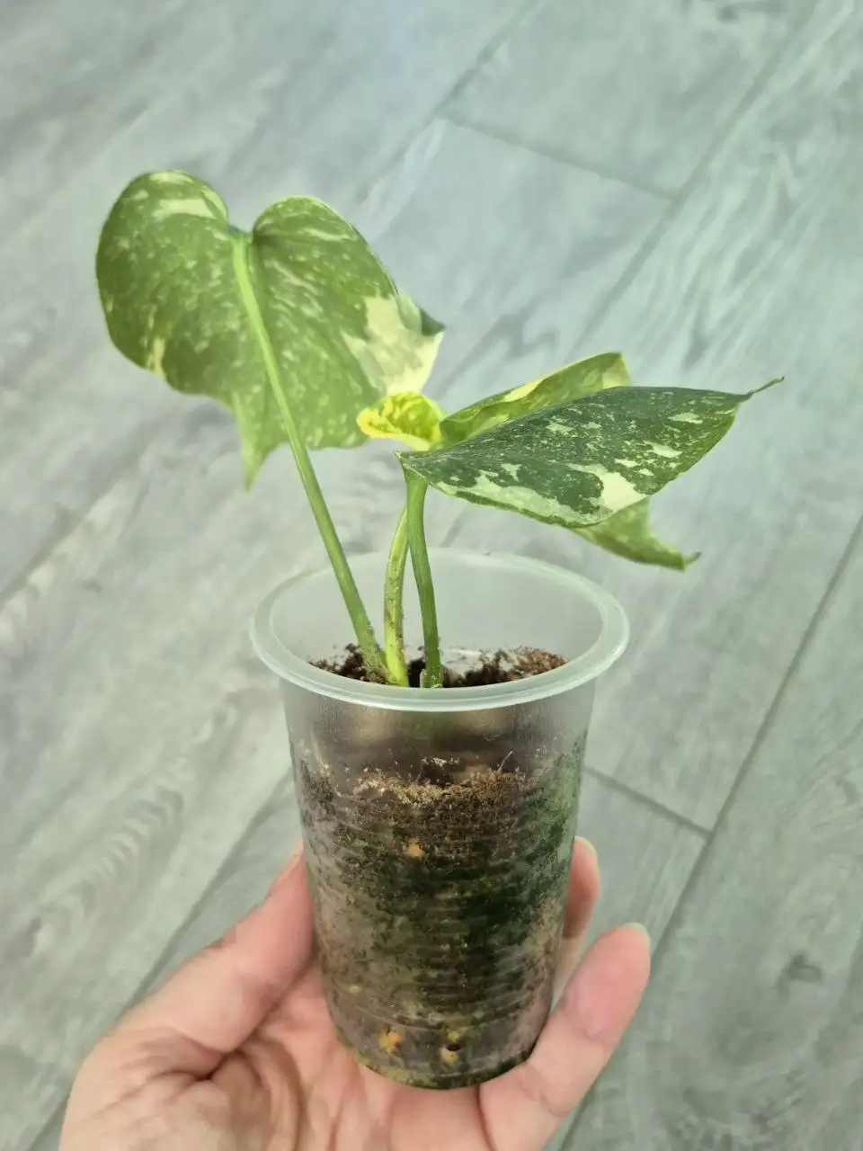 Монстера Platinum - Комнатные растения (Хобби и отдых) в Красноярск