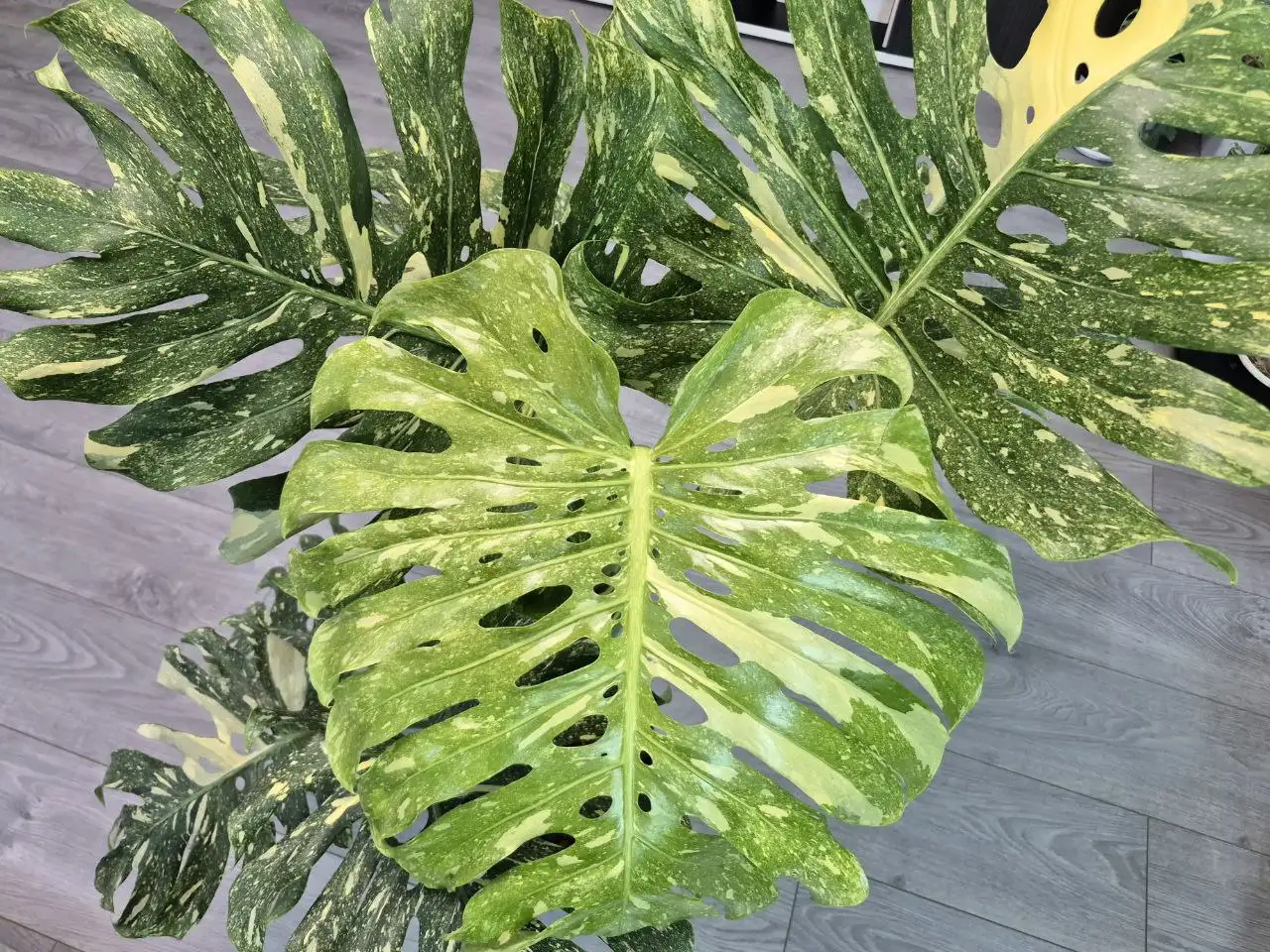 Материнское растение с примером зрелого листа - Комнатные растения (Хобби и отдых) в Красноярск