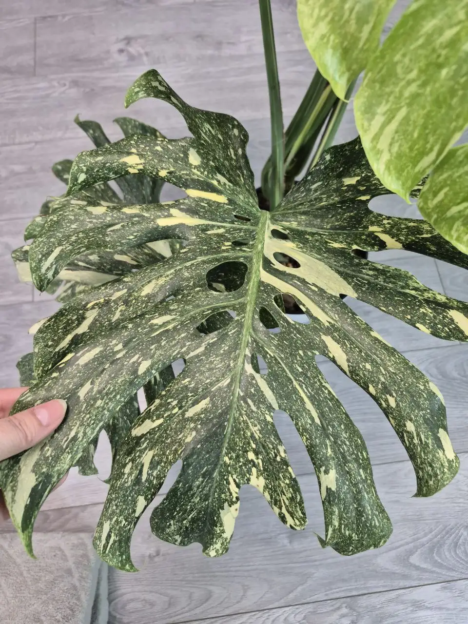 Материнское растение с примером зрелого листа - Комнатные растения (Хобби и отдых) в Красноярск