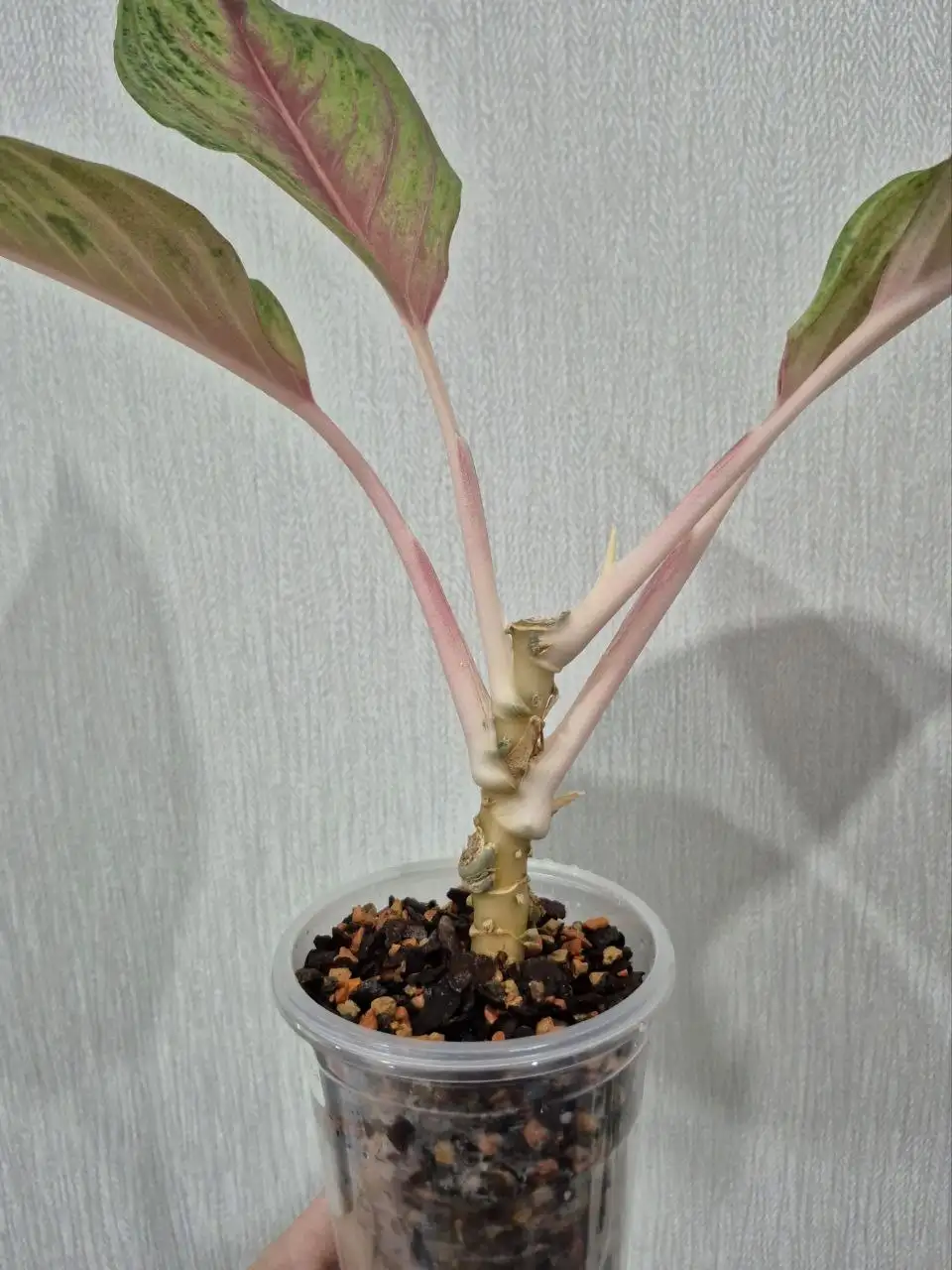 Аглаонема Thong Lai Ma - Комнатные растения (Хобби и отдых) в Красноярск