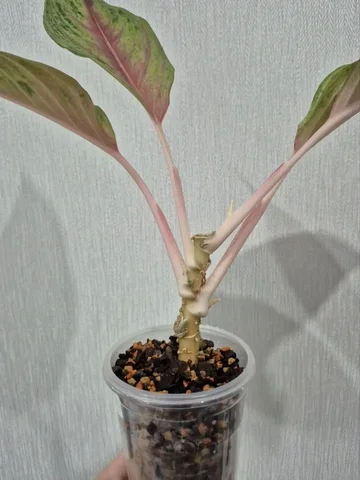 Аглаонема Thong Lai Ma - Канцтовары в Красноярск