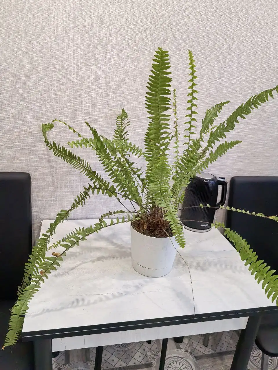 Продам нефролепес - Комнатные растения (Хобби и отдых) в Красноярск