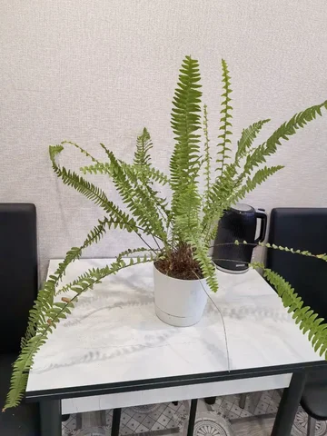 Продам нефролепес - Канцтовары в Красноярск