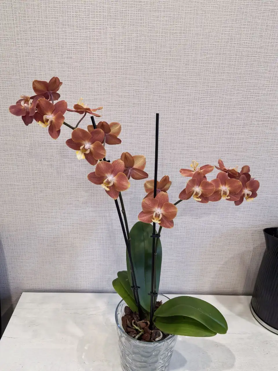 Фаленопсис 'Горизонт' - Комнатные растения (Хобби и отдых) в Красноярск