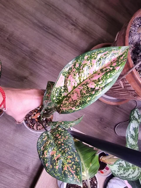 Аглоонема Ledi Valentine - частное объявление в Красноярск