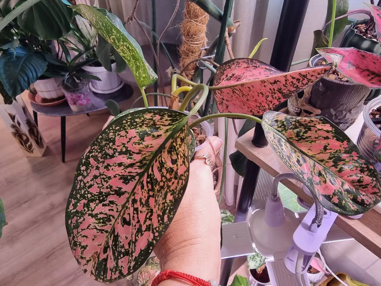 Аглоонема Ledi Valentine - Комнатные растения (Для дома и дачи) в Красноярск