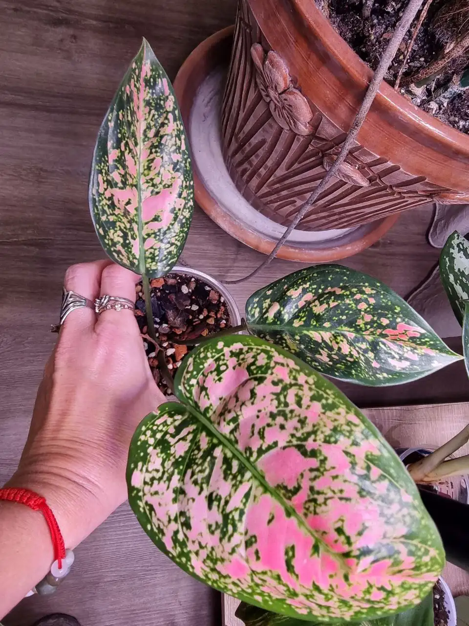 Аглоонема Ledi Valentine - Комнатные растения (Хобби и отдых) в Красноярск