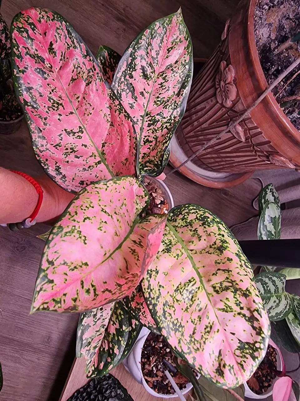 Аглоонема Ledi Valentine - Комнатные растения (Хобби и отдых) в Красноярск