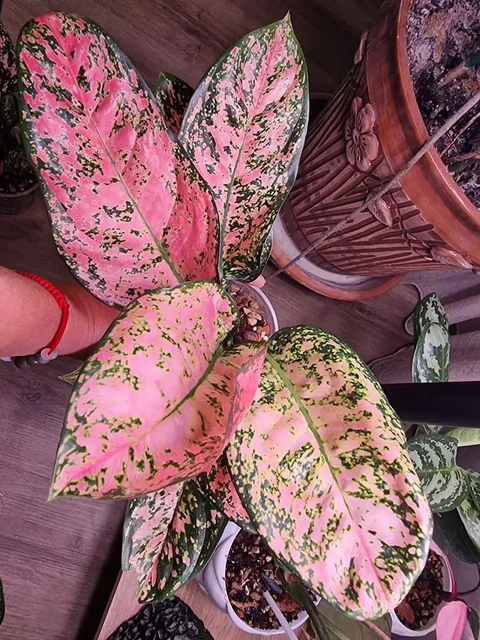 Аглоонема Ledi Valentine - Канцтовары в Красноярск