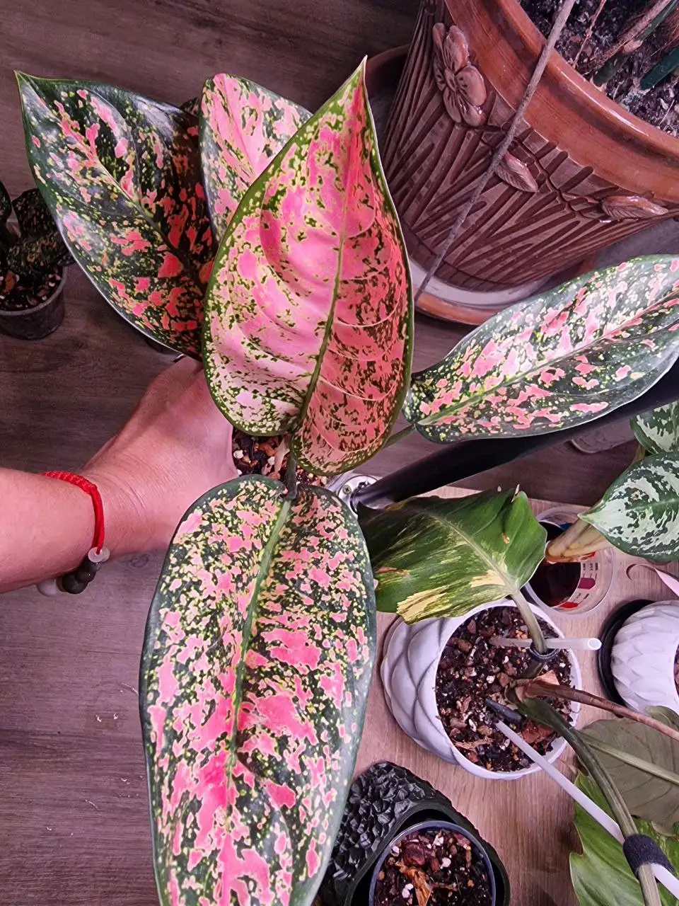 Аглоонема Ledi Valentine - Комнатные растения (Хобби и отдых) в Красноярск